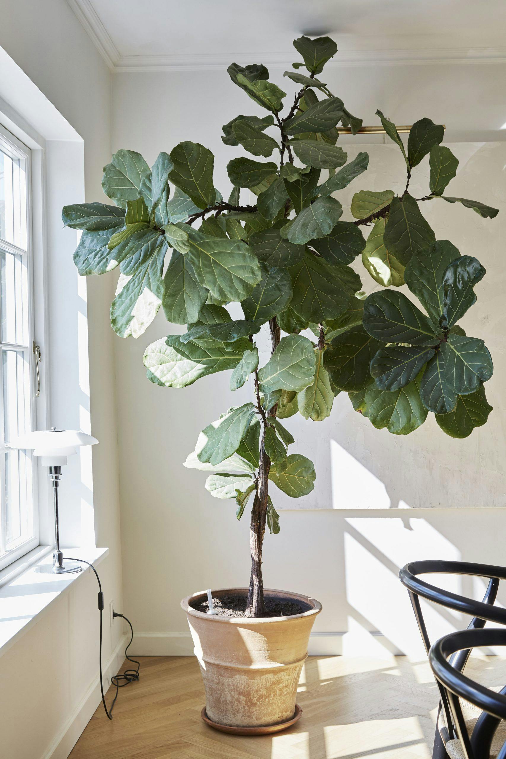 astridbom210417 Violinfigen